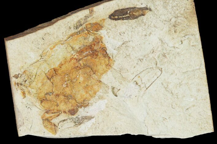 Miocene Pea Crab (Pinnixa) Fossil - California #141616